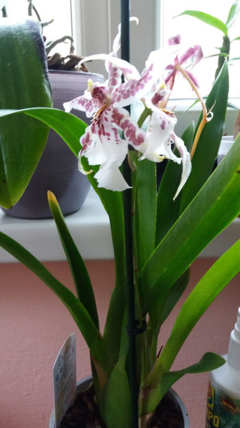 martie 2017 (3) - beallara