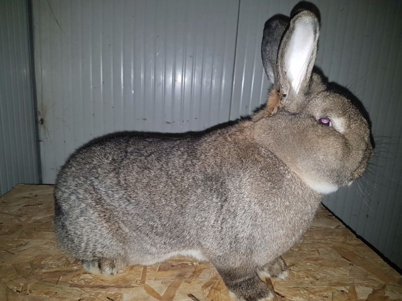 Campion Național  de 3 ani la rând si ncă 5 tipuri la alte competitii - Vienez gri