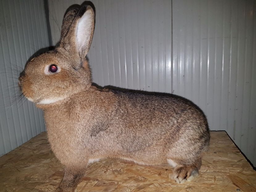 Ro4..... - Vienez gri