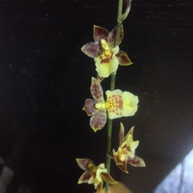 image - Mini Howeara Mini Primi