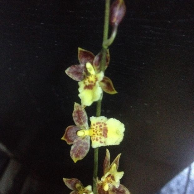 image - Mini Howeara Mini Primi