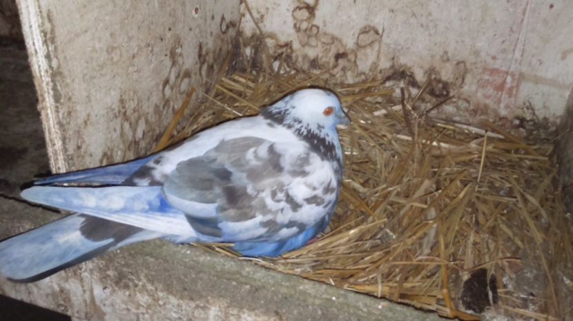  - rolleri de birmingam