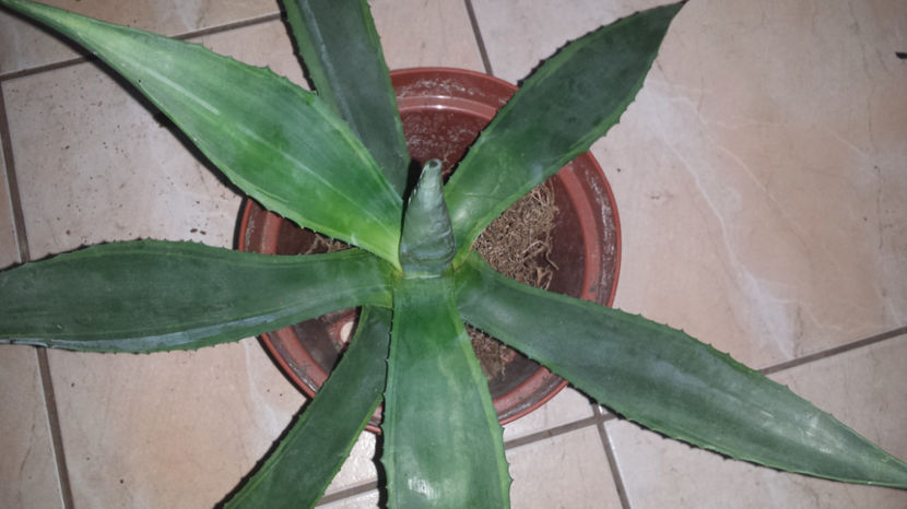 Agave oroensis marginata lemon-lime - Agave Oroensis