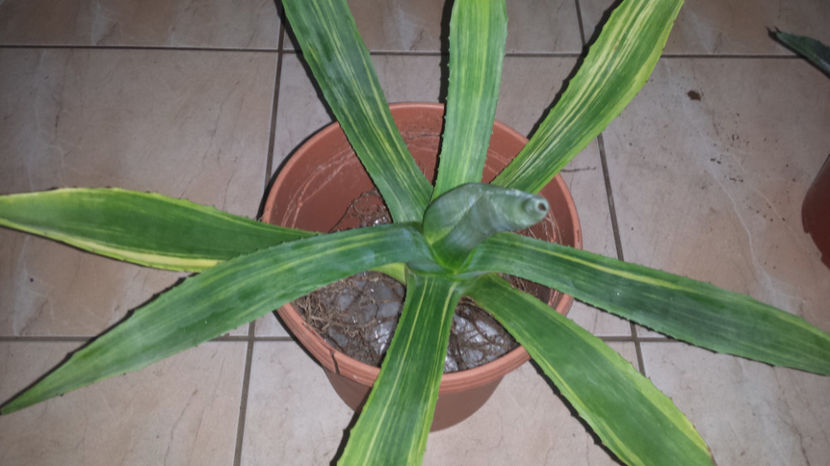 Agave oroensis striata - Agave Oroensis