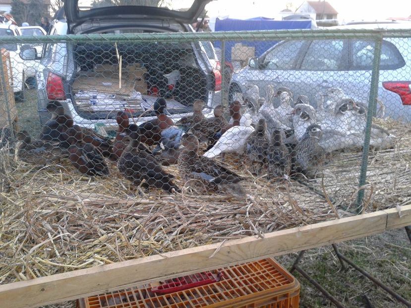 Fotografie0131 - 19 --- targ monor 12 03 2017