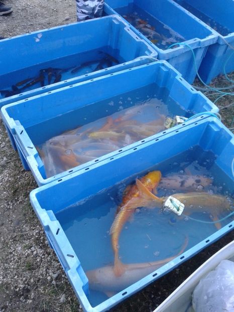 Fotografie0132 - 19 --- targ monor 12 03 2017