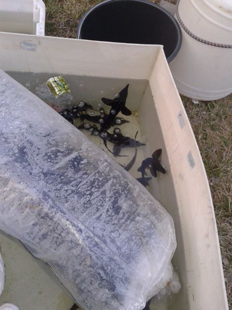 Fotografie0133 - 19 --- targ monor 12 03 2017