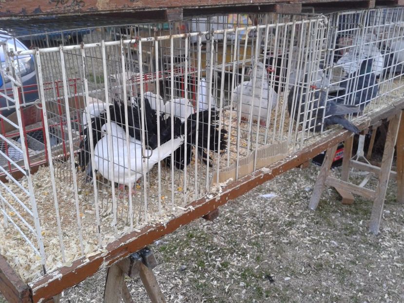 Fotografie0137 - 19 --- targ monor 12 03 2017