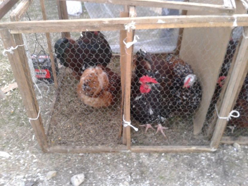 Fotografie0138 - 19 --- targ monor 12 03 2017