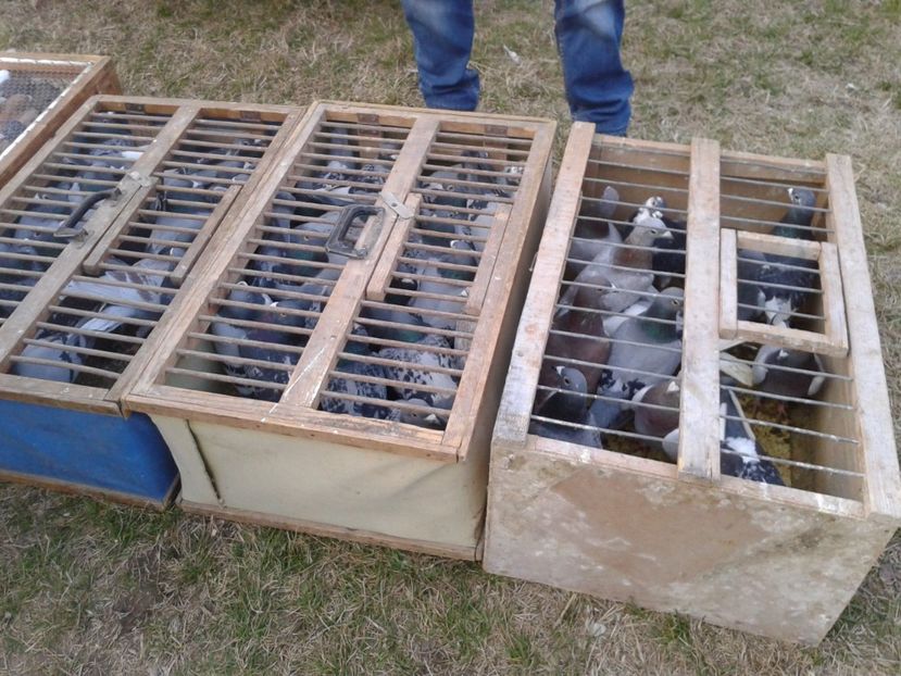 Fotografie0140 - 19 --- targ monor 12 03 2017