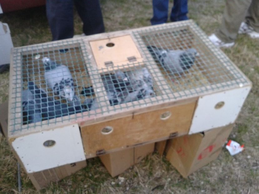 Fotografie0141 - 19 --- targ monor 12 03 2017