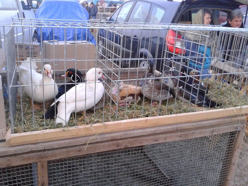 Fotografie0142 - 19 --- targ monor 12 03 2017