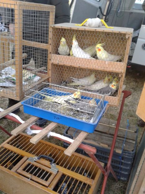 Fotografie0143 - 19 --- targ monor 12 03 2017