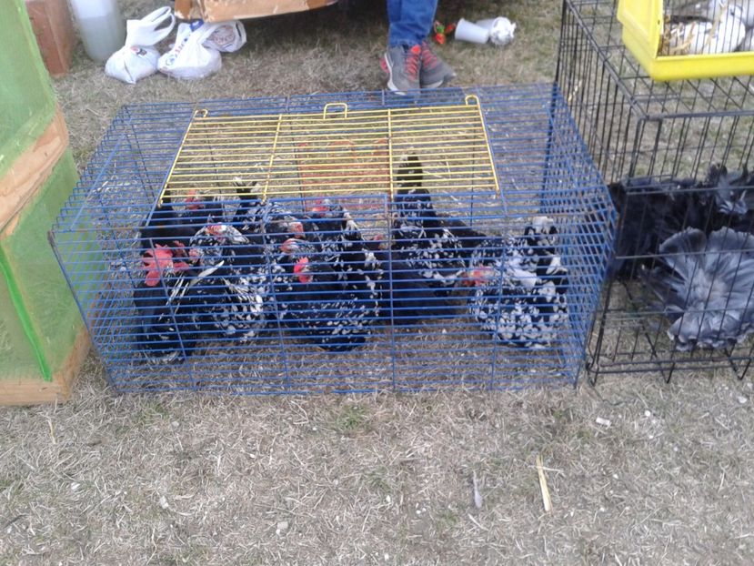 Fotografie0144 - 19 --- targ monor 12 03 2017