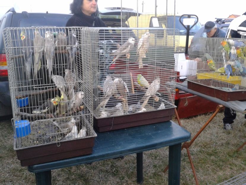 Fotografie0146 - 19 --- targ monor 12 03 2017