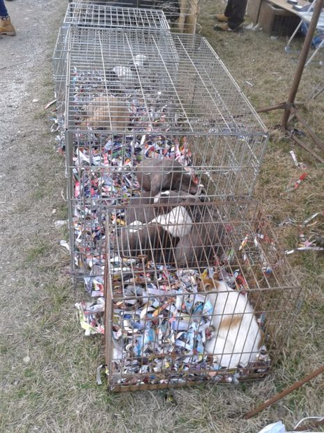 Fotografie0147 - 19 --- targ monor 12 03 2017