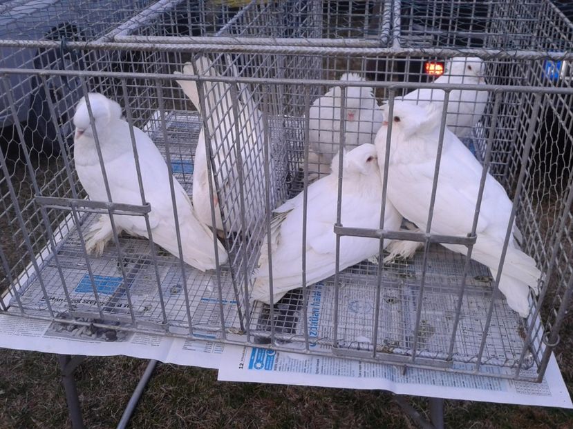 Fotografie0148 - 19 --- targ monor 12 03 2017