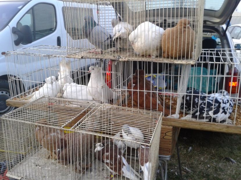 Fotografie0149 - 19 --- targ monor 12 03 2017