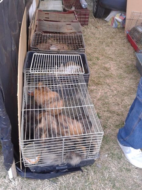 Fotografie0150 - 19 --- targ monor 12 03 2017