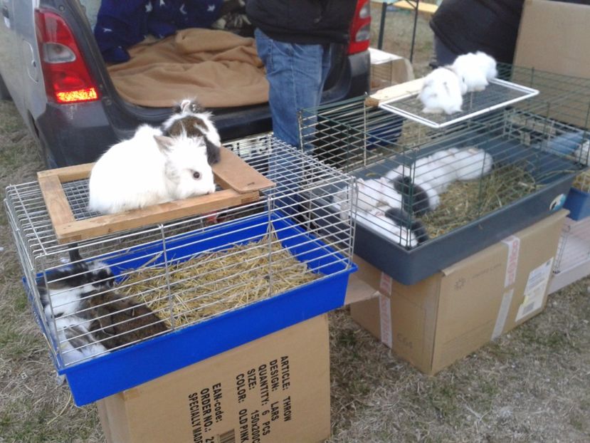 Fotografie0151 - 19 --- targ monor 12 03 2017