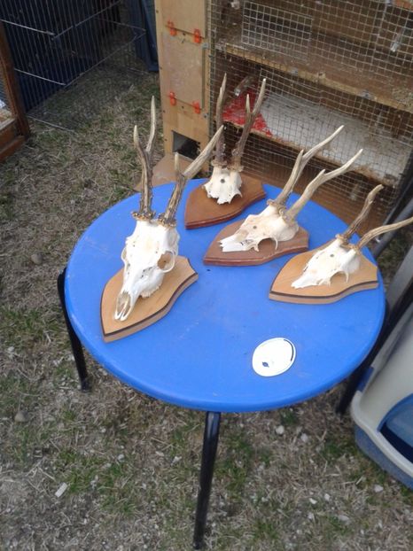 Fotografie0153 - 19 --- targ monor 12 03 2017