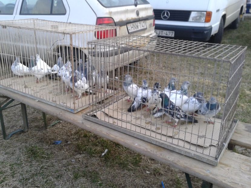 Fotografie0155 - 19 --- targ monor 12 03 2017