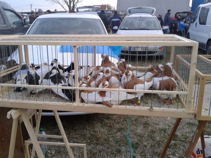 Fotografie0157 - 19 --- targ monor 12 03 2017