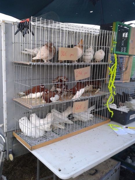 Fotografie0158 - 19 --- targ monor 12 03 2017