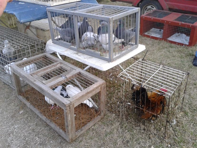 Fotografie0160 - 19 --- targ monor 12 03 2017