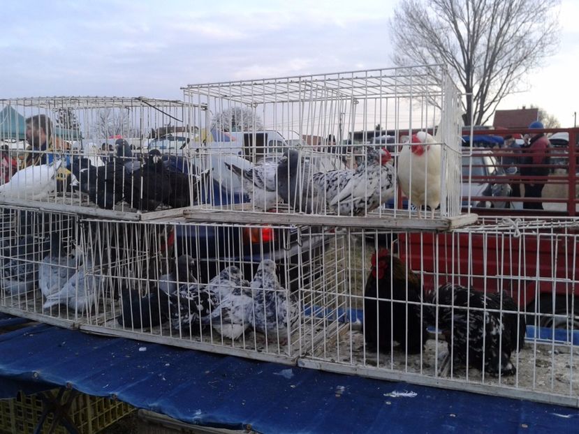 Fotografie0161 - 19 --- targ monor 12 03 2017