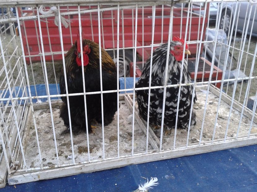 Fotografie0162 - 19 --- targ monor 12 03 2017