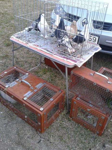 Fotografie0165 - 19 --- targ monor 12 03 2017