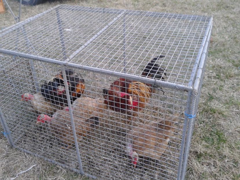 Fotografie0166 - 19 --- targ monor 12 03 2017