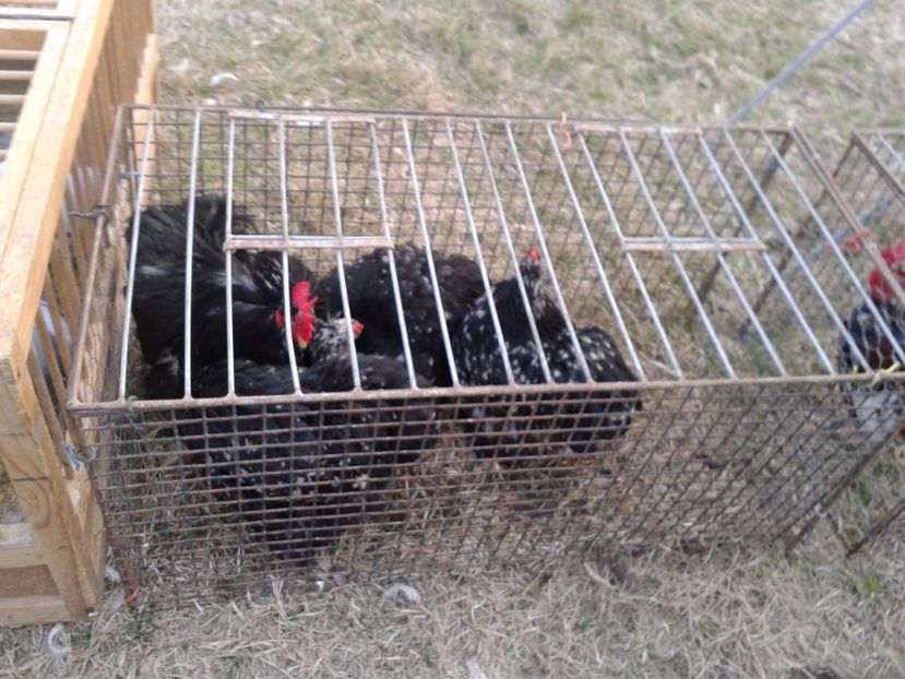 Fotografie0167 - 19 --- targ monor 12 03 2017