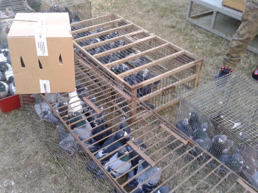 Fotografie0168 - 19 --- targ monor 12 03 2017