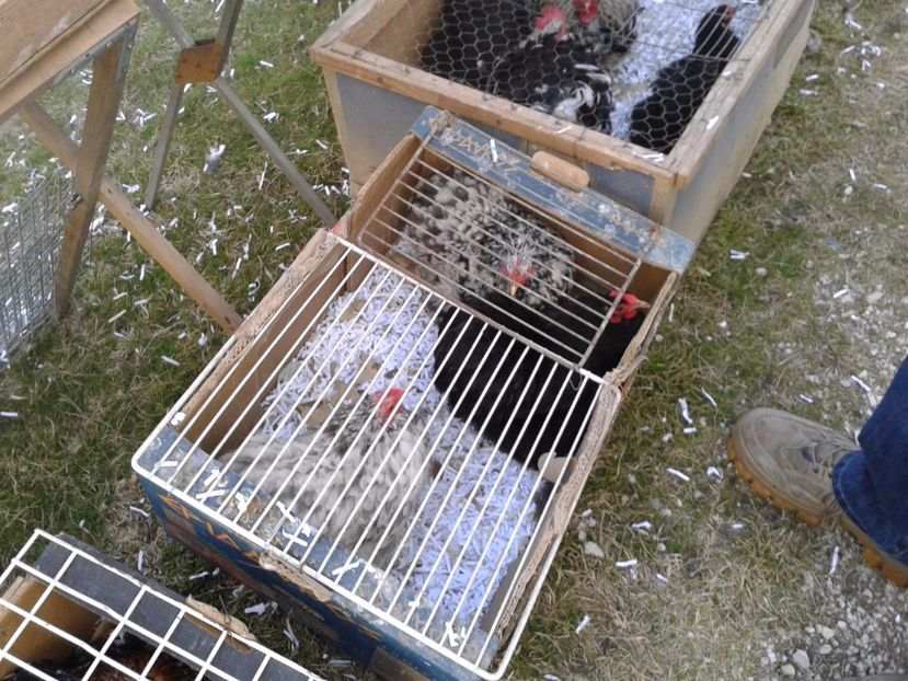 Fotografie0169 - 19 --- targ monor 12 03 2017