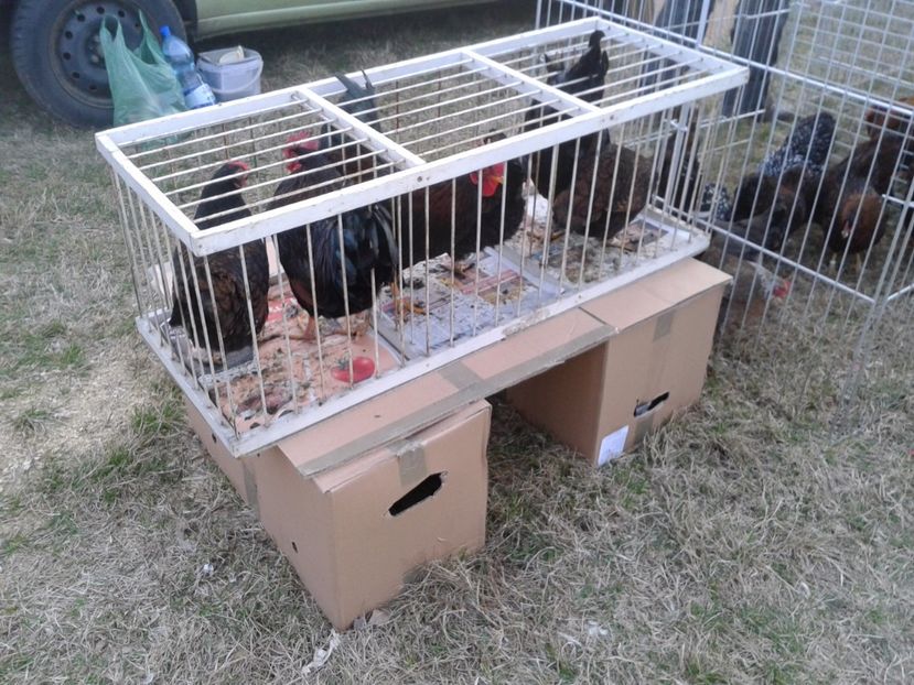 Fotografie0170 - 19 --- targ monor 12 03 2017