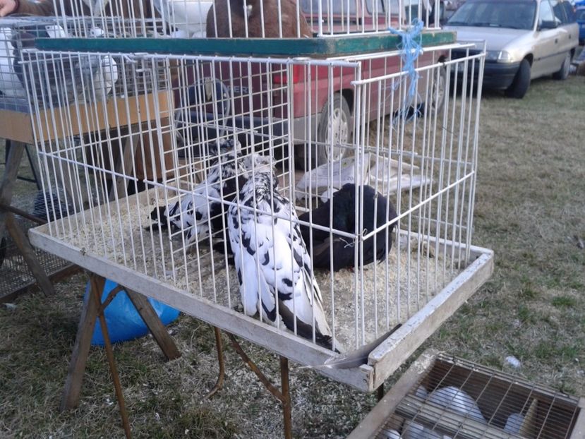 Fotografie0171 - 19 --- targ monor 12 03 2017