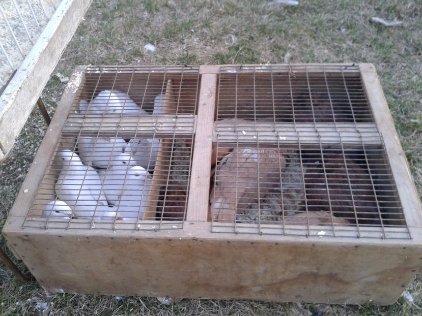 Fotografie0172 - 19 --- targ monor 12 03 2017