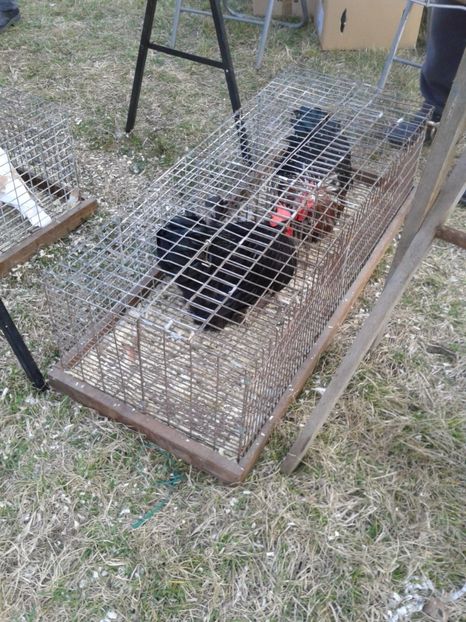 Fotografie0173 - 19 --- targ monor 12 03 2017