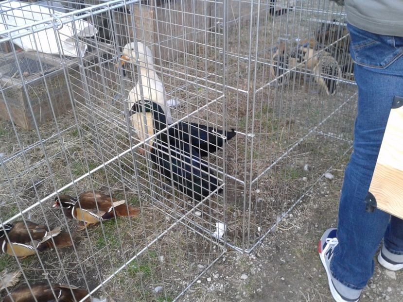 Fotografie0175 - 19 --- targ monor 12 03 2017