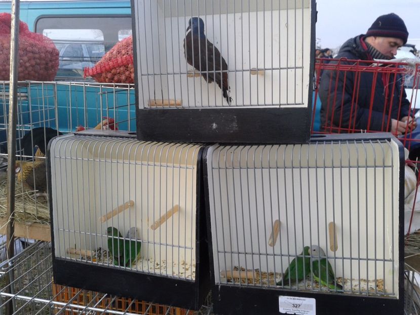 Fotografie0178 - 19 --- targ monor 12 03 2017