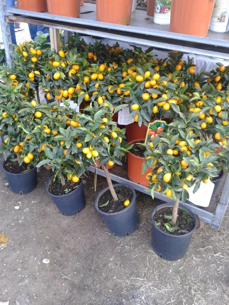 Fotografie0179 - 19 --- targ monor 12 03 2017