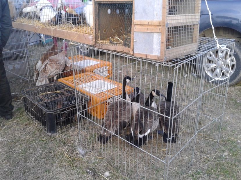 Fotografie0180 - 19 --- targ monor 12 03 2017