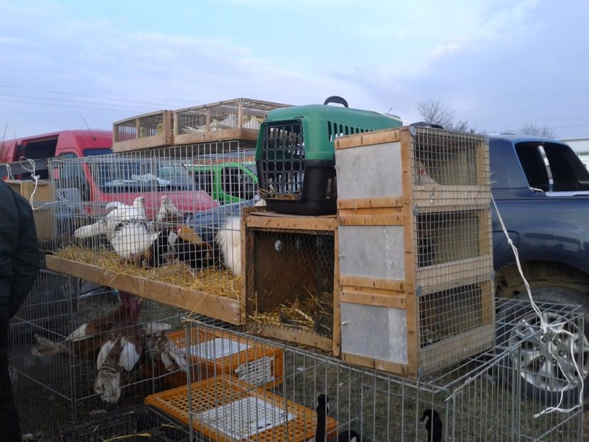 Fotografie0181 - 19 --- targ monor 12 03 2017