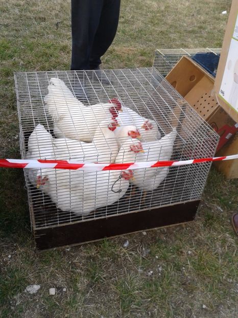 Fotografie0183 - 19 --- targ monor 12 03 2017