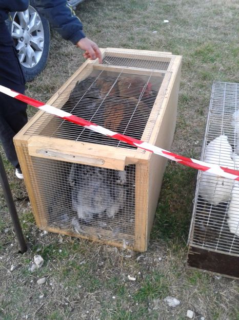 Fotografie0184 - 19 --- targ monor 12 03 2017