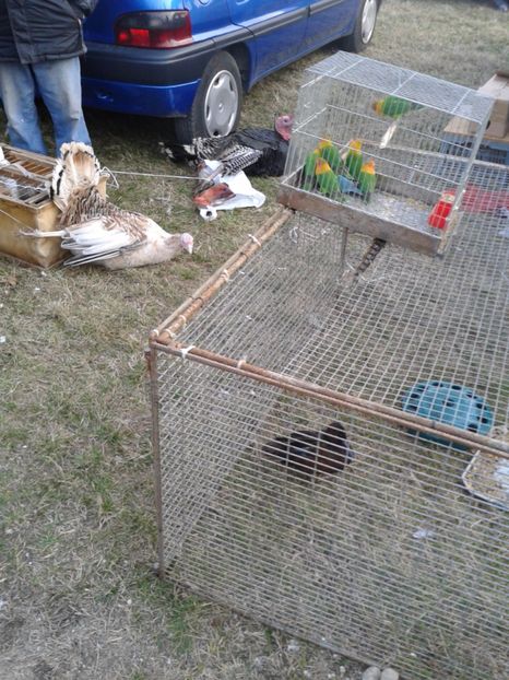 Fotografie0186 - 19 --- targ monor 12 03 2017