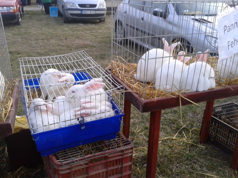 Fotografie0187 - 19 --- targ monor 12 03 2017