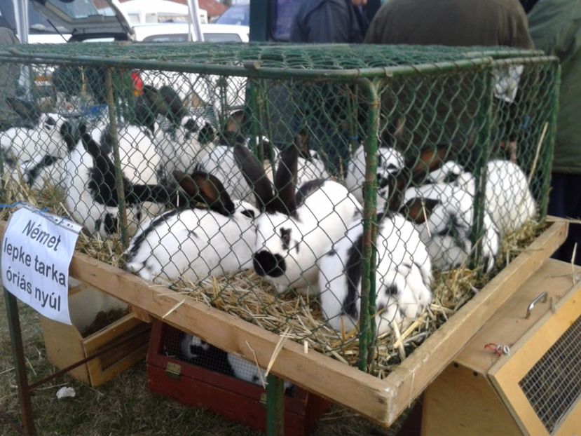 Fotografie0188 - 19 --- targ monor 12 03 2017